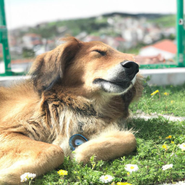 Ruyada Olmus Kopek Gormek