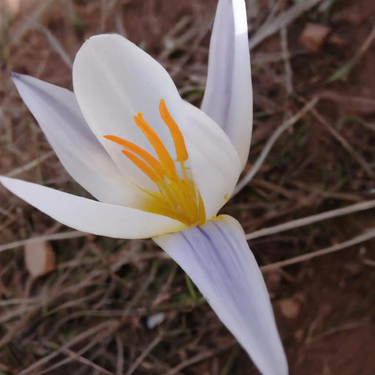 Ruyada Olmus Yilan Gormek