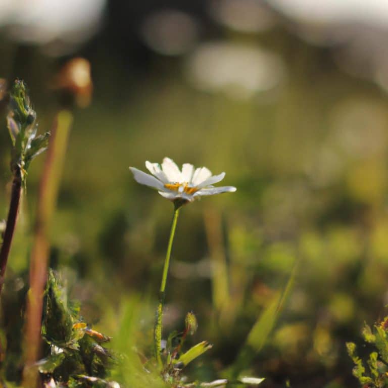 Ruyada Olu Fare Gormek