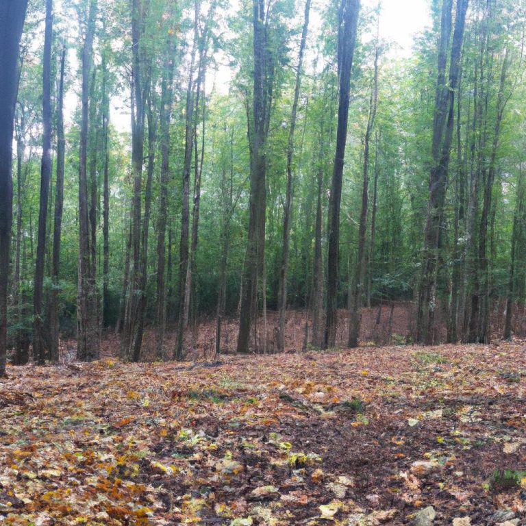 Ruyada Orman Yangini Gormek