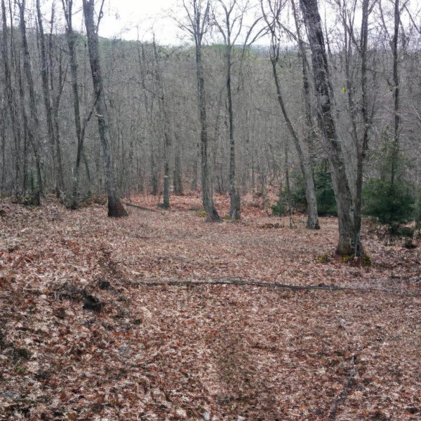 Ruyada Orman Yangini Sondurmek