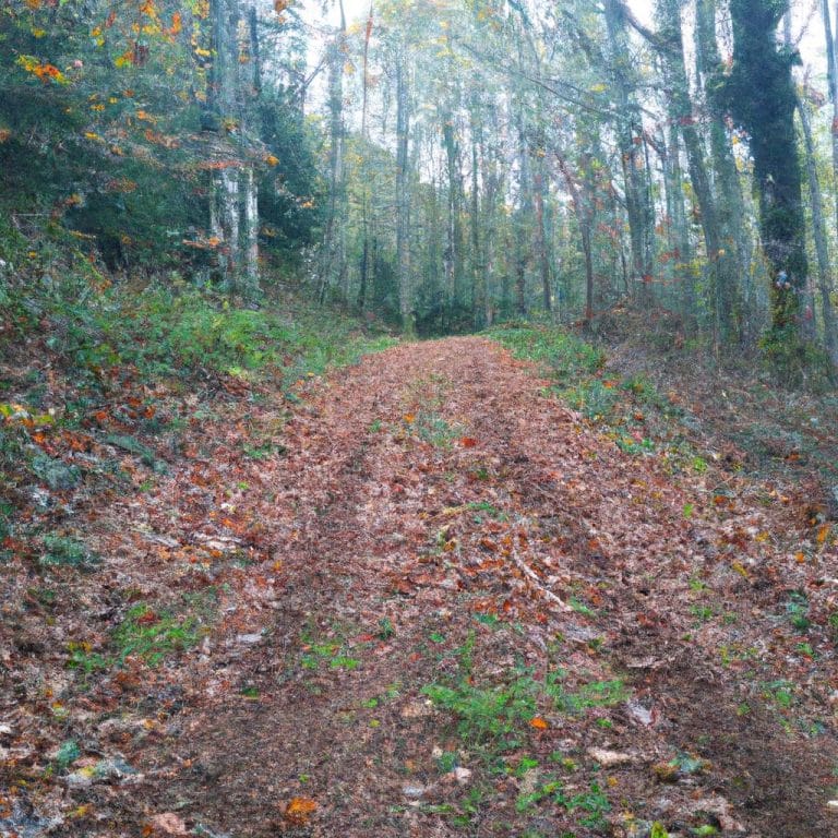 Ruyada Ormanda Yurumek