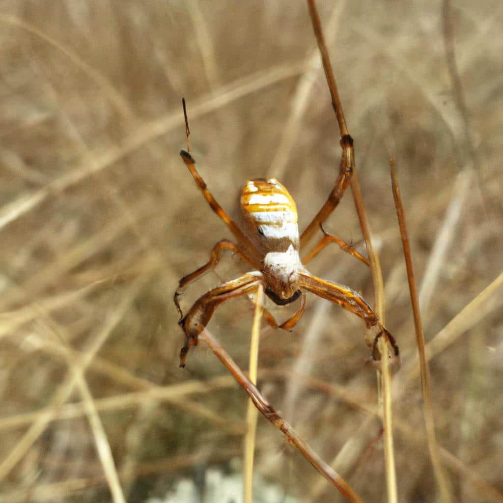 Ruyada Orumcegin Ustune Gelmesi