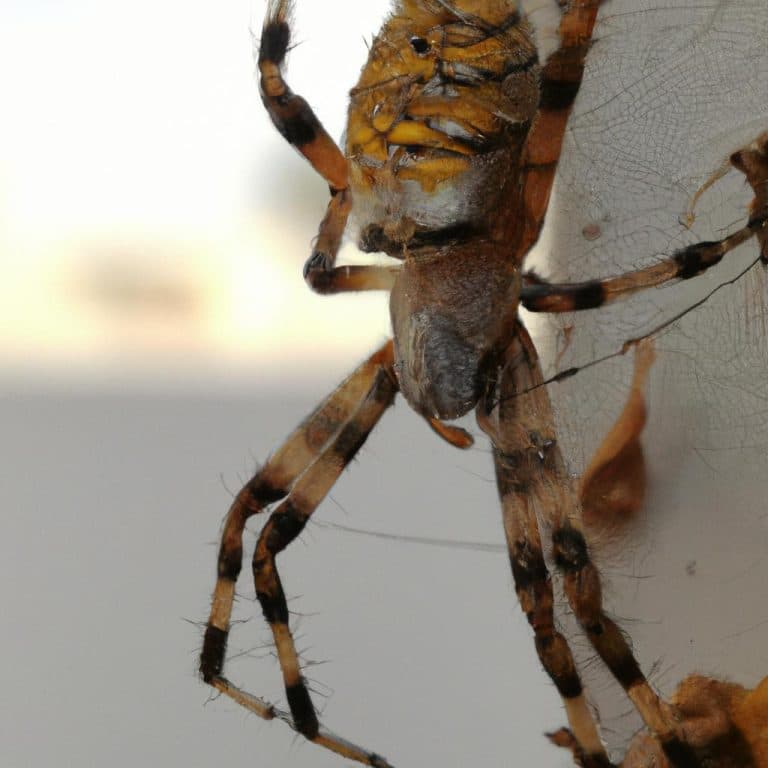 Ruyada Orumcek Agi Temizlemek