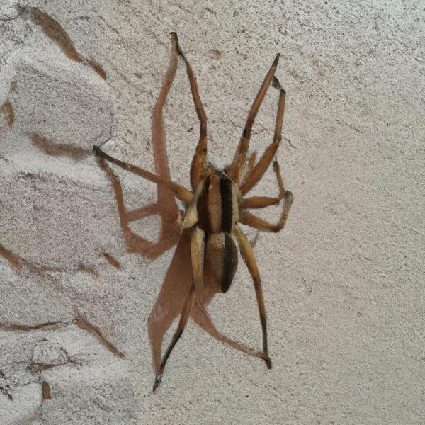 Ruyada Orumcek Gormek Diyanet