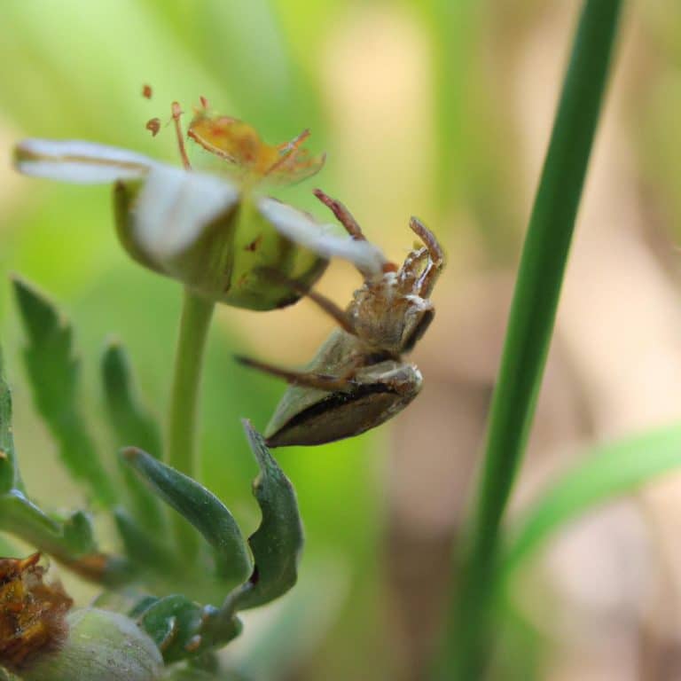 Ruyada Orumcek Oldurmek