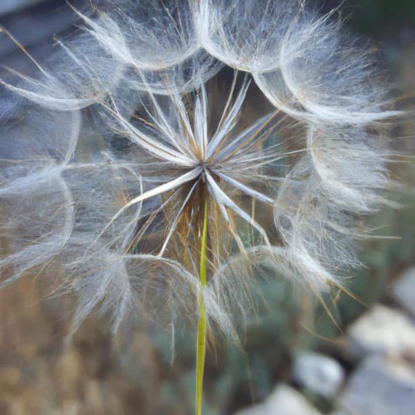 Ruyada Oz Kardesini Gormek