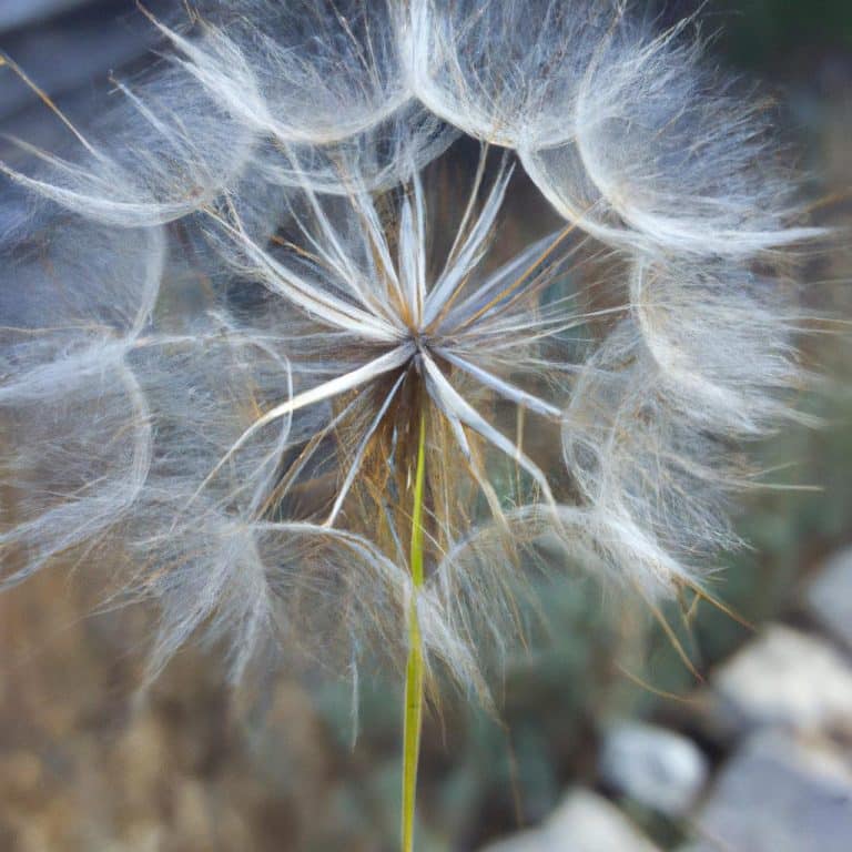 Ruyada Oz Kardesini Gormek