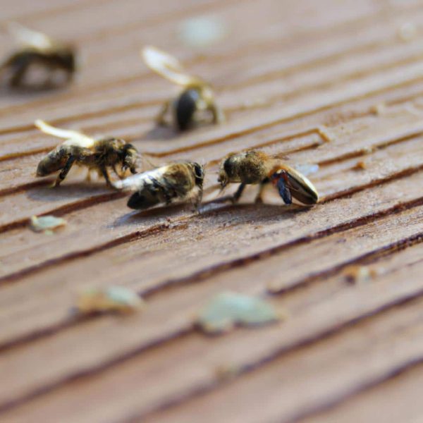 Ruyada Para Gormek Ne Demek