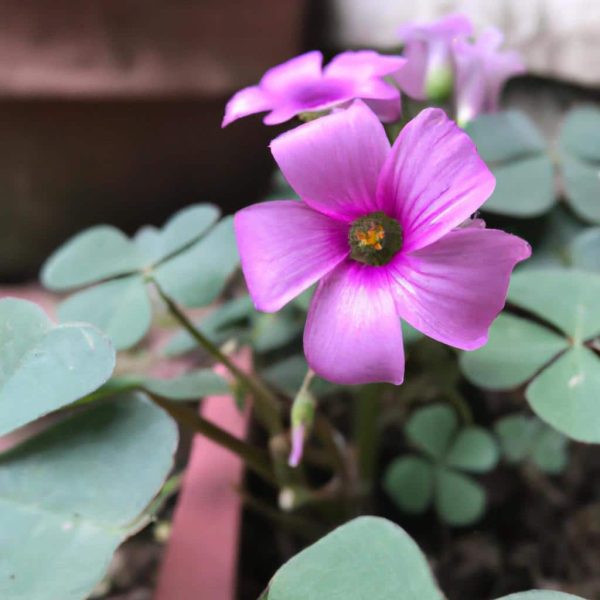 Ruyada Pembe Cicek Gormek