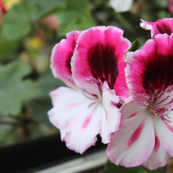 Ruyada Pembe Renk Gormek