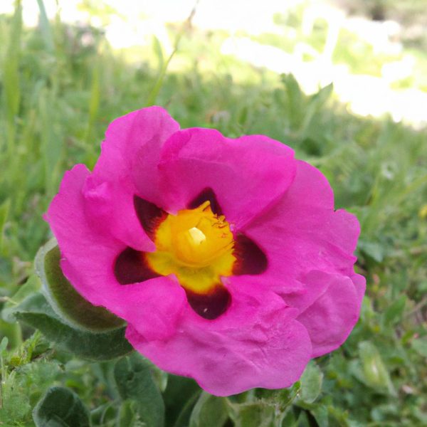 Ruyada Pirlanta Gormek