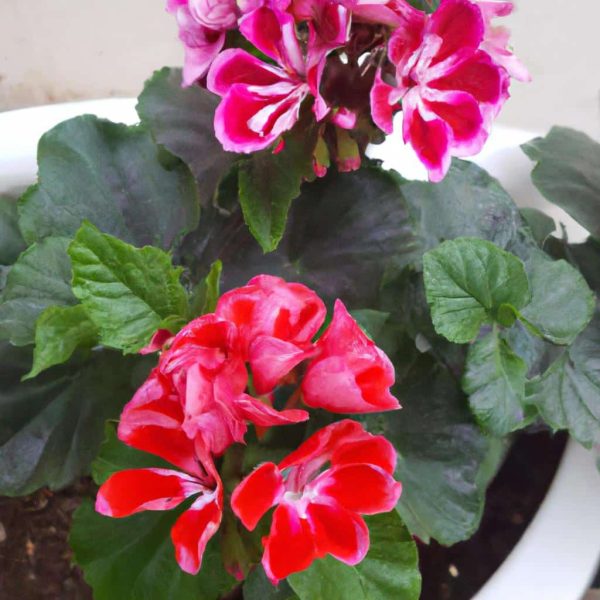 Ruyada Rengarenk Cicekler Gormek