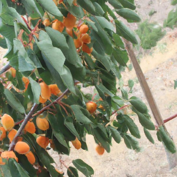 Ruyada Ruzgar Hortumu Gormek