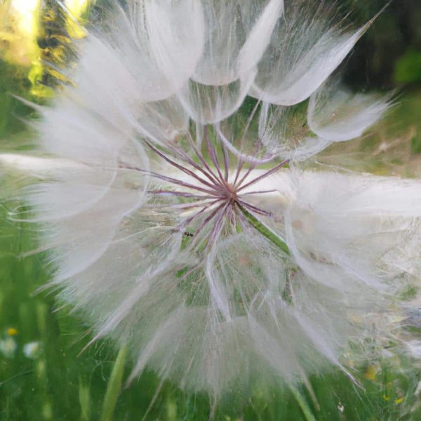 Ruyada Sac Beyazlamasi