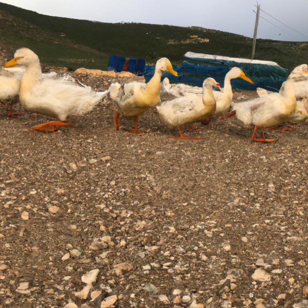 Ruyada Saci Kizila Boyatmak