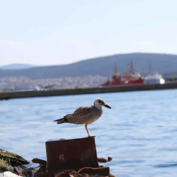 Ruyada Sacin Dokulmesi