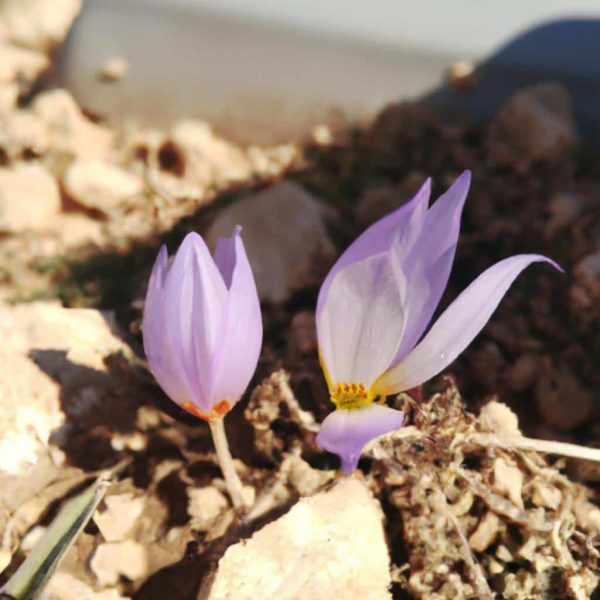 Ruyada Sacinin Bir Kisminin Dokuldugunu Gormek