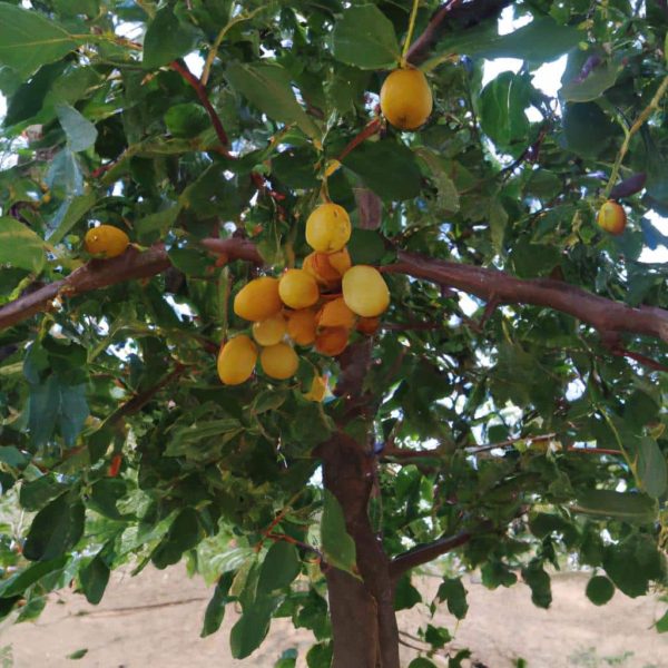 Ruyada Sacinin Bir Kisminin Kel Oldugunu Gormek