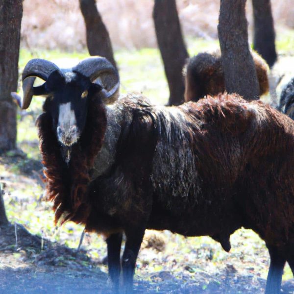 Ruyada Sacinin Koptugunu Gormek