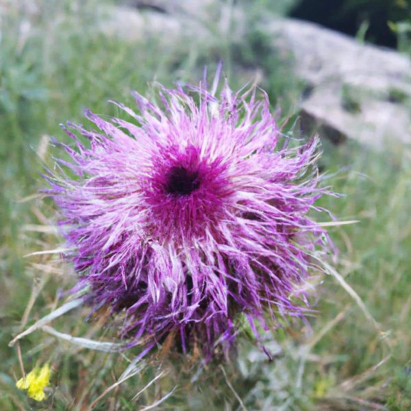 Ruyada Saclarin Dokulmesi