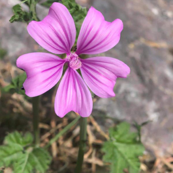 Ruyada Saksida Cicek Gormek