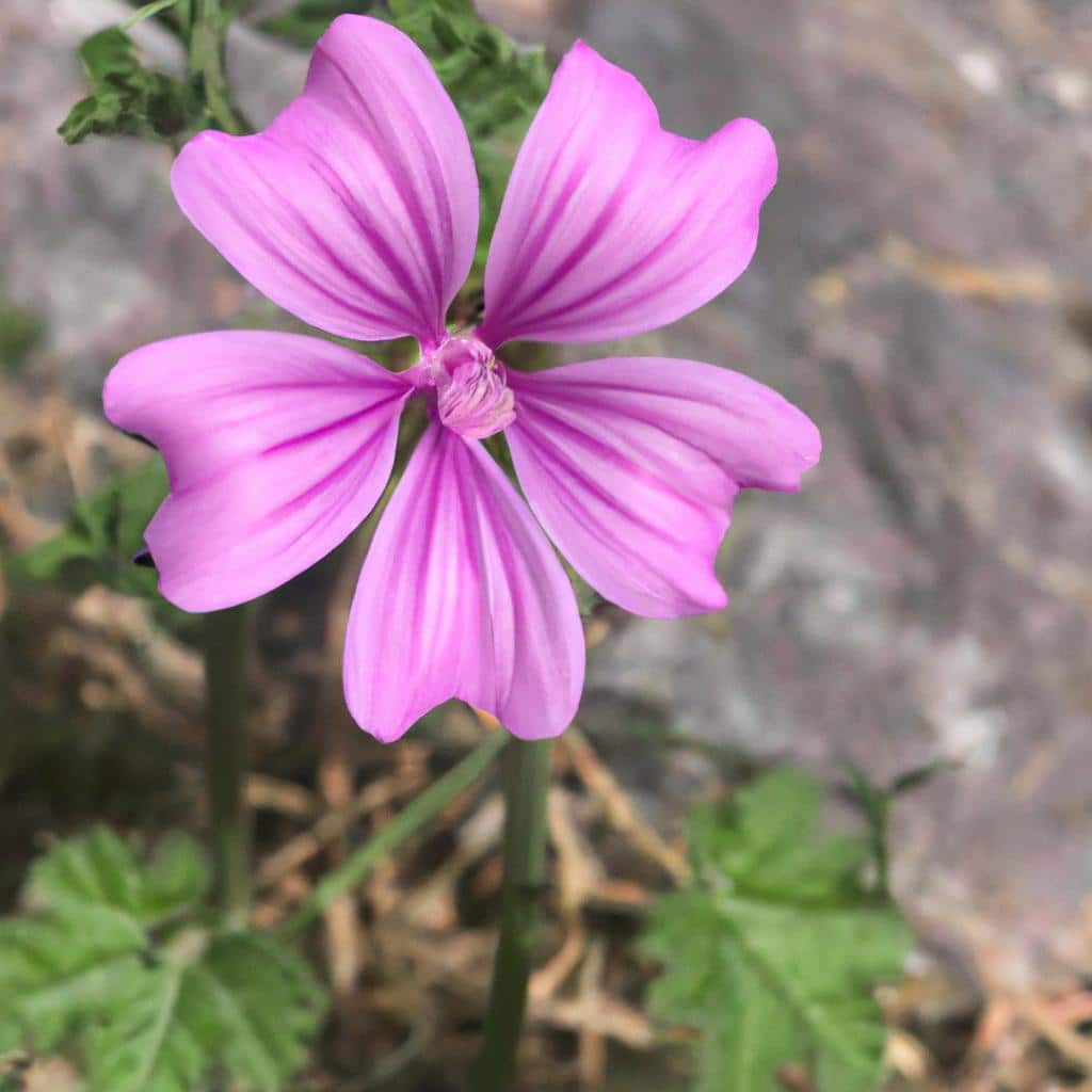 Ruyada Saksida Cicek Gormek