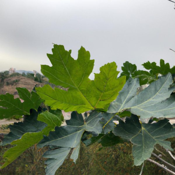 Ruyada Salamura Yapragi Gormek