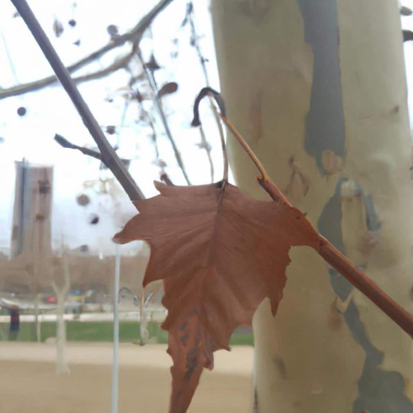 Ruyada Salamura Yaprak Gormek