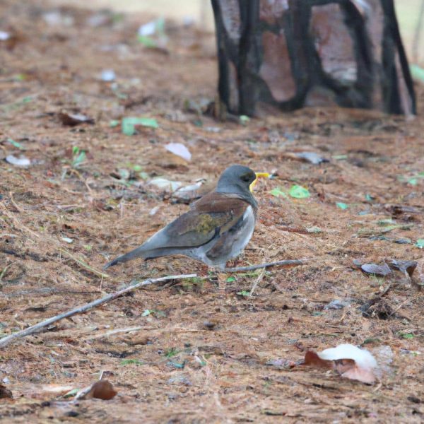 Ruyada Salvar Giymek