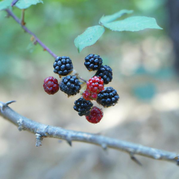 Ruyada Sapiklik Gormek