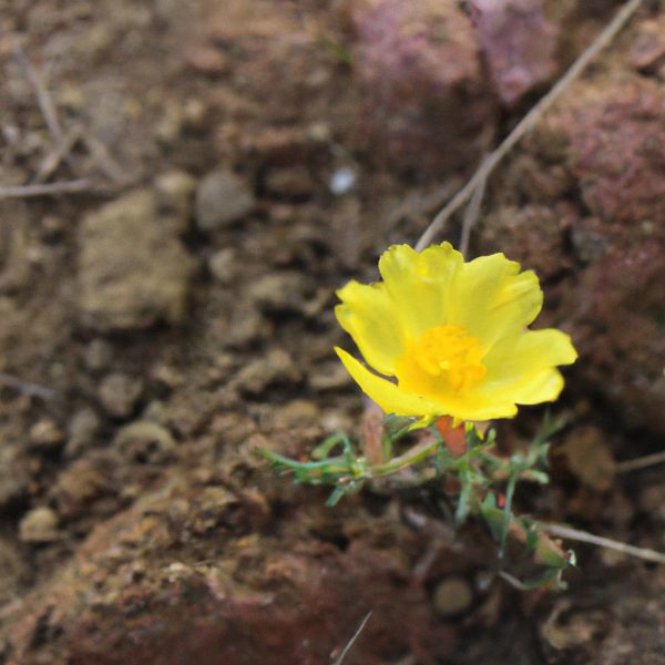 Ruyada Sari Cicek Gormek