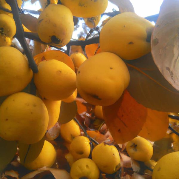 Ruyada Sari Elma Gormek