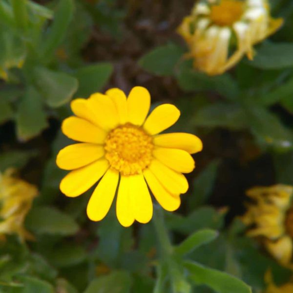 Ruyada Sari Inek Gormek