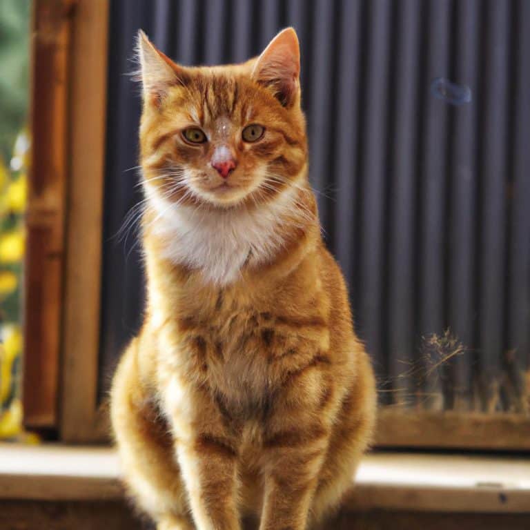 Ruyada Sari Kedi Gormek