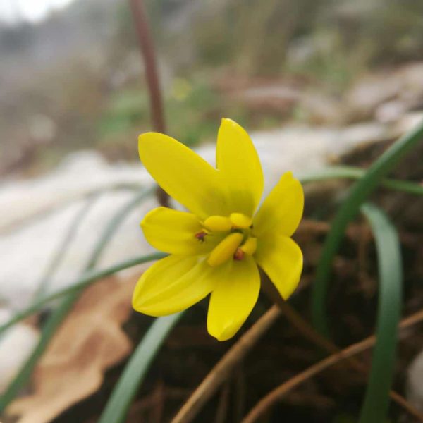 Ruyada Sari Renk Gormek