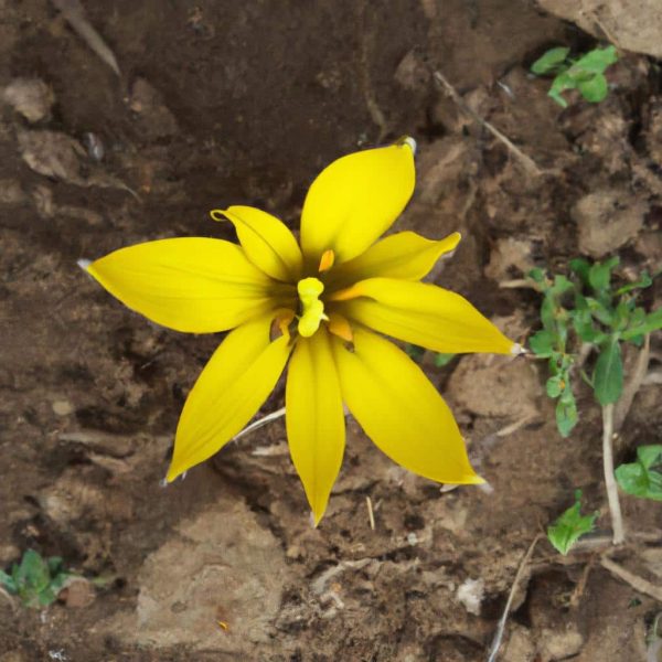 Ruyada Sari Uzum Gormek