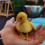 Ruyada Sarisin Erkek Bebek Gormek