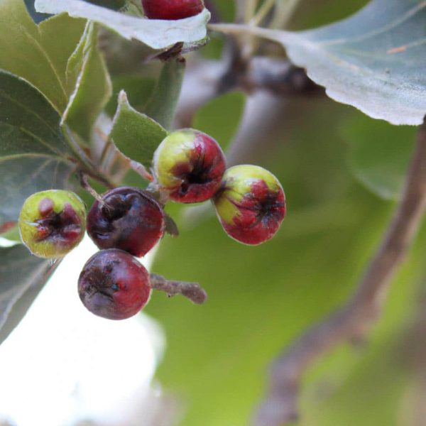 Ruyada Savas Ciktigini Gormek