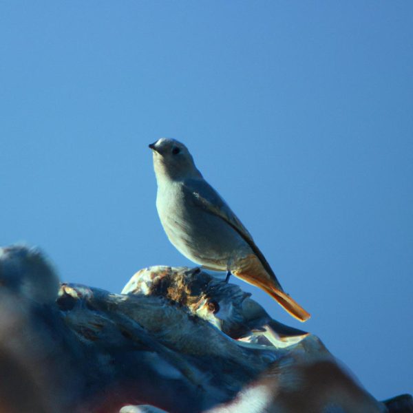 Ruyada Serce Kusu Gormek