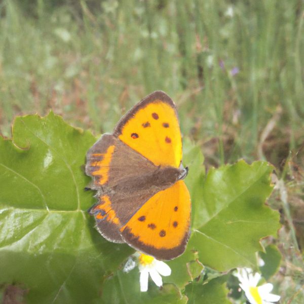 Ruyada Sesli Aglamak