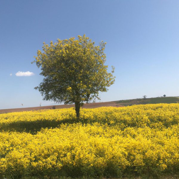 Ruyada Sevdigin Kisiye Sarilmak