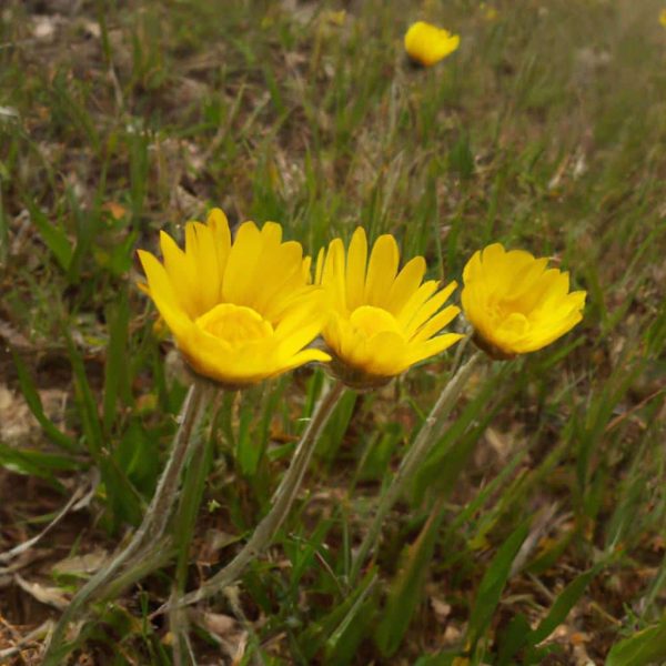 Ruyada Sevgiliye Sarilmak