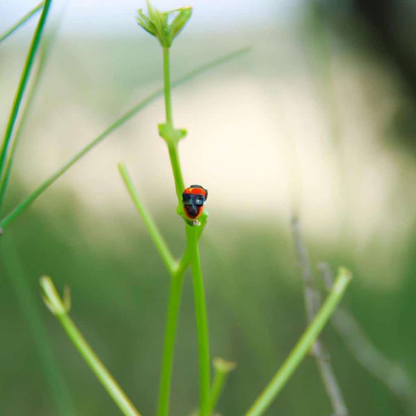 Ruyada Siyah Bocek Gormek