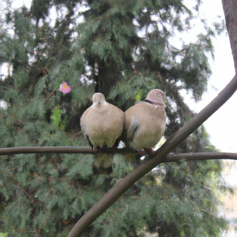 Ruyada Siyah Cekirdek Gormek