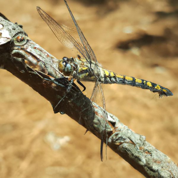 Ruyada Siyah Civciv Gormek