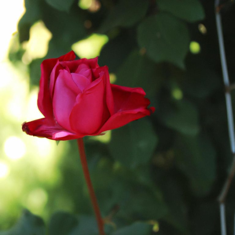 Ruyada Siyah Gul Gormek