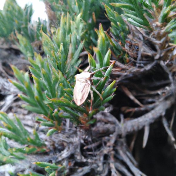 Ruyada Siyah Kaplan Gormek