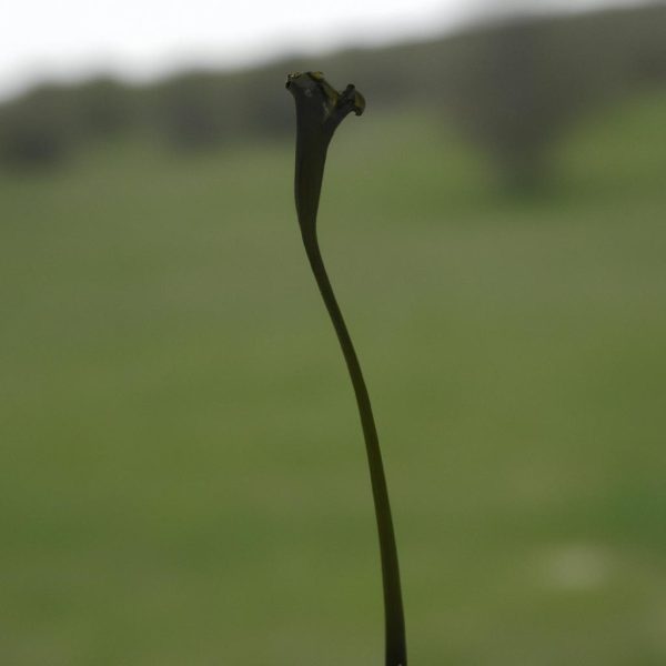 Ruyada Tanidik Birinin Kustugunu Gormek