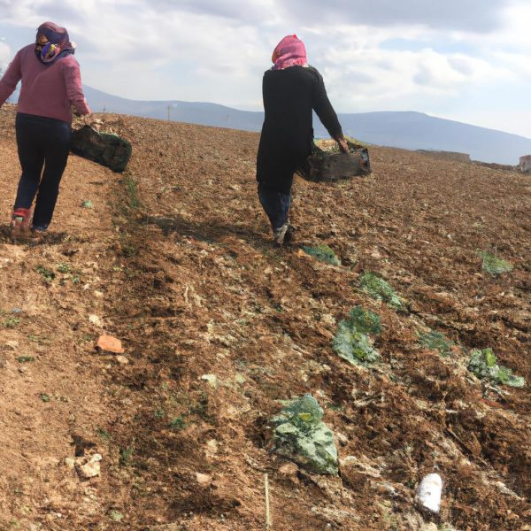Ruyada Tarlada Yurumek
